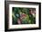 Glacier National Park, Montana. Alpine flower-Yitzi Kessock-Framed Photographic Print