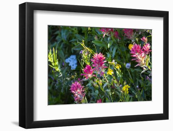 Glacier National Park, Montana. Alpine flower-Yitzi Kessock-Framed Photographic Print