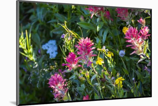 Glacier National Park, Montana. Alpine flower-Yitzi Kessock-Mounted Photographic Print