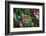 Glacier National Park, Montana. Alpine flower-Yitzi Kessock-Framed Photographic Print