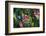 Glacier National Park, Montana. Alpine flower-Yitzi Kessock-Framed Photographic Print