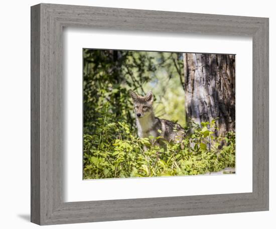 Glacier National Park, Montana. Coyote-Yitzi Kessock-Framed Photographic Print