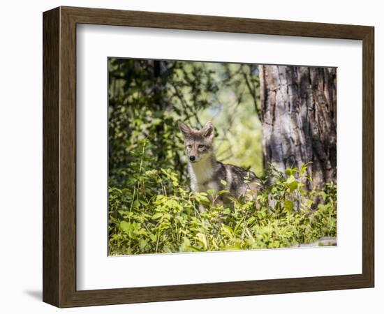 Glacier National Park, Montana. Coyote-Yitzi Kessock-Framed Photographic Print