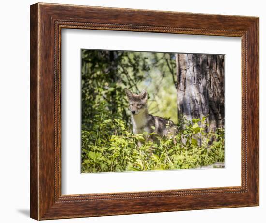 Glacier National Park, Montana. Coyote-Yitzi Kessock-Framed Photographic Print