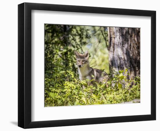 Glacier National Park, Montana. Coyote-Yitzi Kessock-Framed Photographic Print