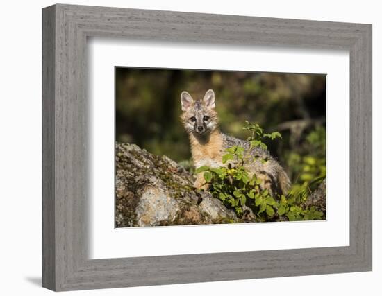 Glacier National Park, Montana. Grey Fox-Yitzi Kessock-Framed Photographic Print