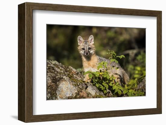 Glacier National Park, Montana. Grey Fox-Yitzi Kessock-Framed Photographic Print