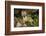 Glacier National Park, Montana. Grey Fox-Yitzi Kessock-Framed Photographic Print