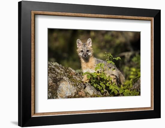 Glacier National Park, Montana. Grey Fox-Yitzi Kessock-Framed Photographic Print