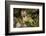 Glacier National Park, Montana. Grey Fox-Yitzi Kessock-Framed Photographic Print