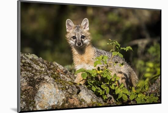 Glacier National Park, Montana. Grey Fox-Yitzi Kessock-Mounted Photographic Print