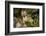 Glacier National Park, Montana. Grey Fox-Yitzi Kessock-Framed Photographic Print