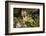 Glacier National Park, Montana. Grey Fox-Yitzi Kessock-Framed Photographic Print