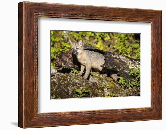 Glacier National Park, Montana. Grey Fox-Yitzi Kessock-Framed Photographic Print