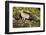 Glacier National Park, Montana. Grey Fox-Yitzi Kessock-Framed Photographic Print