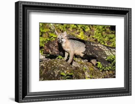 Glacier National Park, Montana. Grey Fox-Yitzi Kessock-Framed Photographic Print