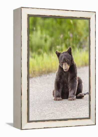 Glacier National Park, the Loser of Bear-Truck Collision on the Camas Road-Michael Qualls-Framed Premier Image Canvas