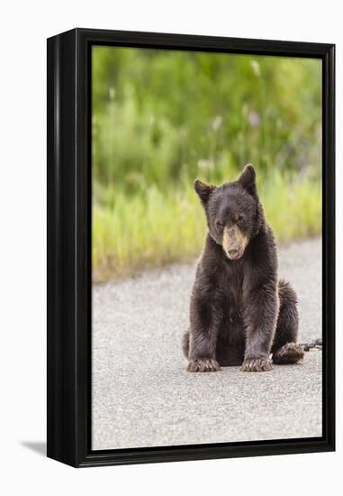 Glacier National Park, the Loser of Bear-Truck Collision on the Camas Road-Michael Qualls-Framed Premier Image Canvas