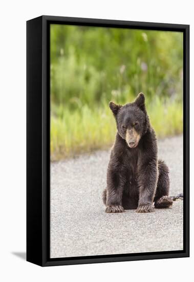 Glacier National Park, the Loser of Bear-Truck Collision on the Camas Road-Michael Qualls-Framed Premier Image Canvas