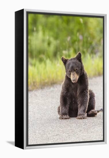 Glacier National Park, the Loser of Bear-Truck Collision on the Camas Road-Michael Qualls-Framed Premier Image Canvas