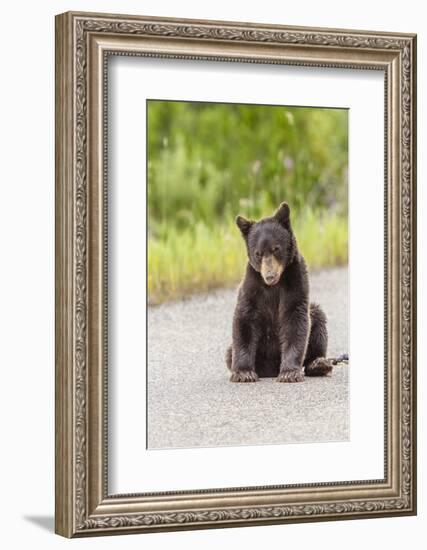 Glacier National Park, the Loser of Bear-Truck Collision on the Camas Road-Michael Qualls-Framed Photographic Print