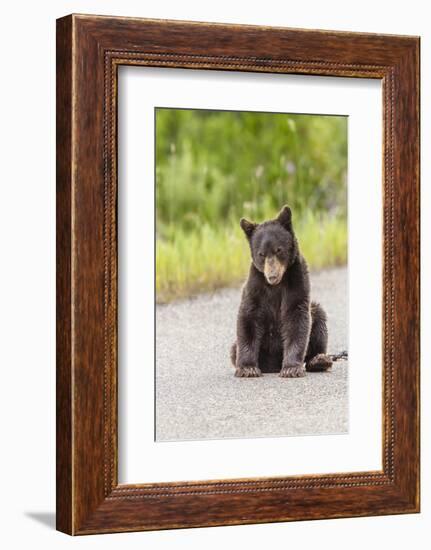 Glacier National Park, the Loser of Bear-Truck Collision on the Camas Road-Michael Qualls-Framed Photographic Print