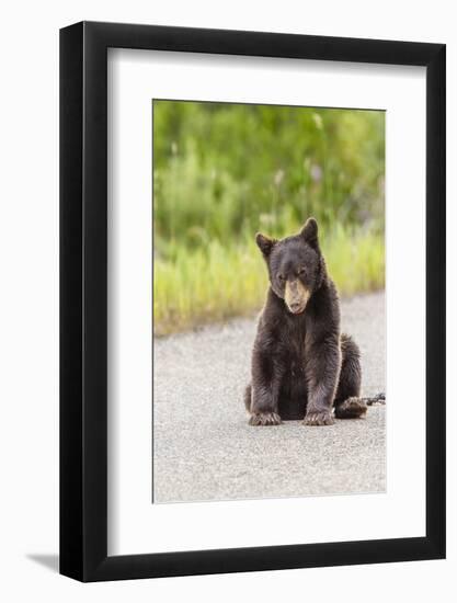 Glacier National Park, the Loser of Bear-Truck Collision on the Camas Road-Michael Qualls-Framed Photographic Print