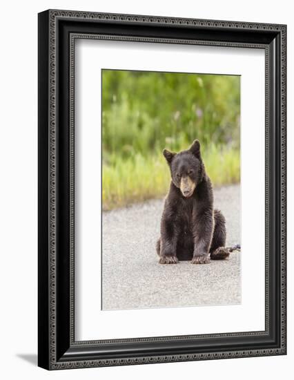 Glacier National Park, the Loser of Bear-Truck Collision on the Camas Road-Michael Qualls-Framed Photographic Print