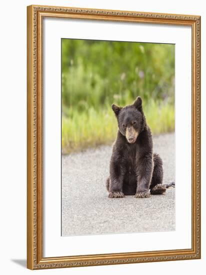 Glacier National Park, the Loser of Bear-Truck Collision on the Camas Road-Michael Qualls-Framed Photographic Print