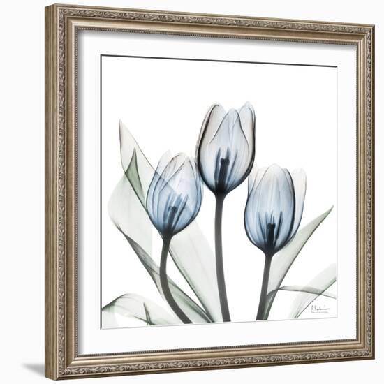 Glacier Tulips 2-Albert Koetsier-Framed Art Print