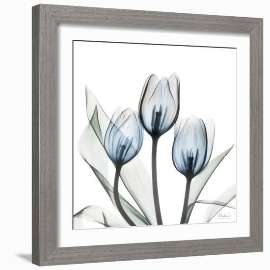 Glacier Tulips 2-Albert Koetsier-Framed Art Print