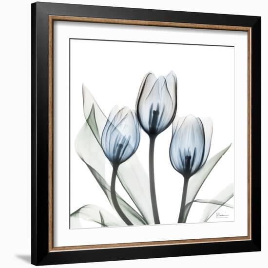 Glacier Tulips 2-Albert Koetsier-Framed Art Print