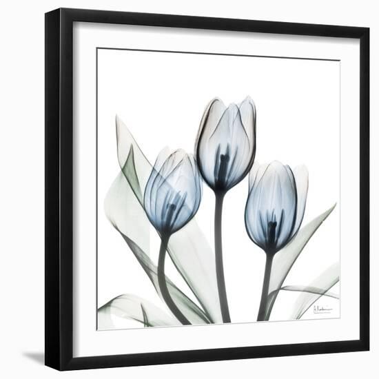 Glacier Tulips 2-Albert Koetsier-Framed Art Print