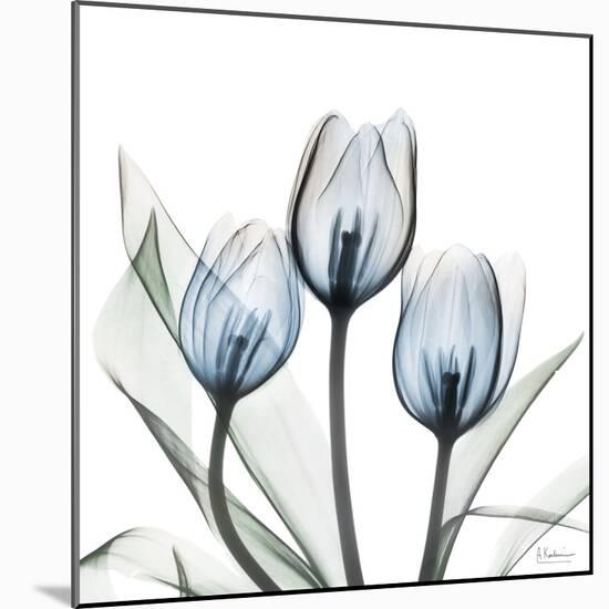 Glacier Tulips 2-Albert Koetsier-Mounted Art Print