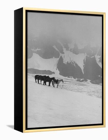 Glaciers and Icefields Seen along Columbia Icefield Highway between Banff and Jasper-Andreas Feininger-Framed Premier Image Canvas