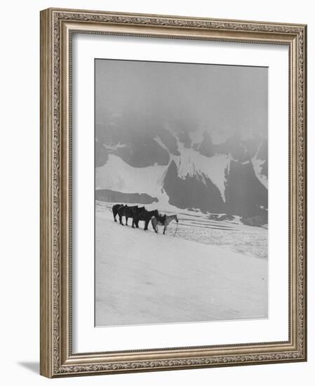 Glaciers and Icefields Seen along Columbia Icefield Highway between Banff and Jasper-Andreas Feininger-Framed Photographic Print