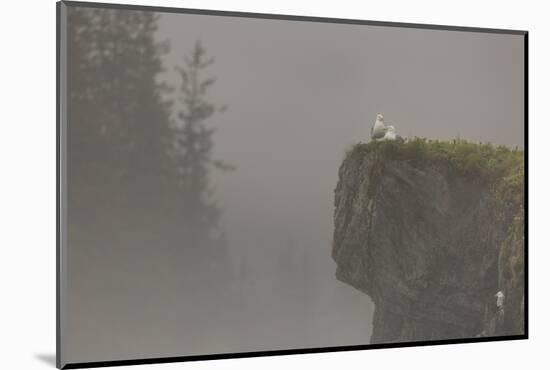 Glacous-winged gulls (Larus glaucescens) perched on a cliff in the mist, Valdez, Alaska, United Sta-Ashley Morgan-Mounted Photographic Print