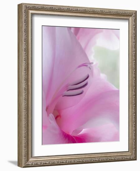 Gladiola Blossom I-Kathy Mahan-Framed Photographic Print