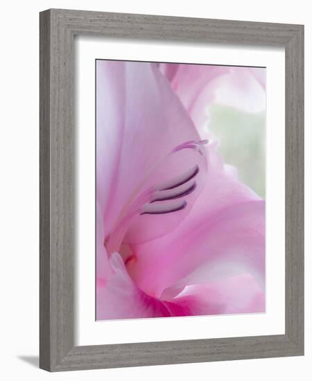 Gladiola Blossom I-Kathy Mahan-Framed Photographic Print