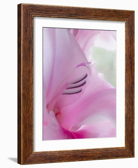 Gladiola Blossom I-Kathy Mahan-Framed Photographic Print