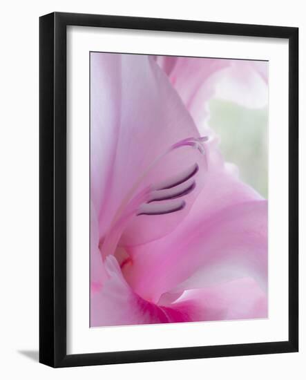 Gladiola Blossom I-Kathy Mahan-Framed Photographic Print