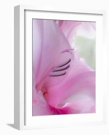 Gladiola Blossom I-Kathy Mahan-Framed Photographic Print