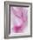 Gladiola Blossom II-Kathy Mahan-Framed Photographic Print