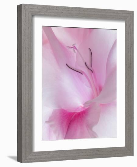 Gladiola Blossom II-Kathy Mahan-Framed Photographic Print