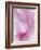 Gladiola Blossom II-Kathy Mahan-Framed Photographic Print