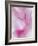 Gladiola Blossom II-Kathy Mahan-Framed Photographic Print