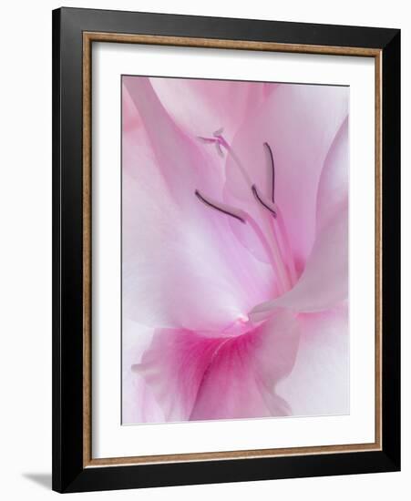 Gladiola Blossom II-Kathy Mahan-Framed Photographic Print