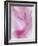 Gladiola Blossom II-Kathy Mahan-Framed Photographic Print