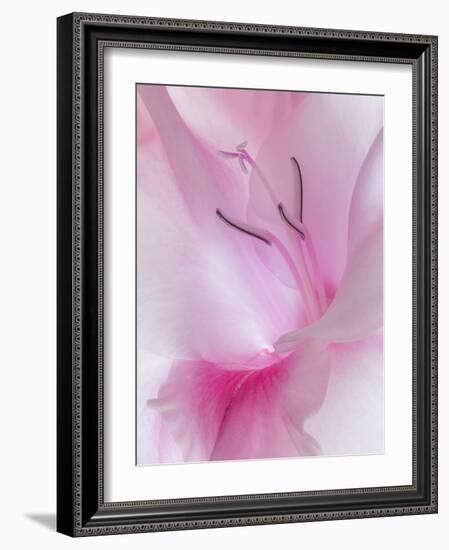 Gladiola Blossom II-Kathy Mahan-Framed Photographic Print