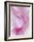 Gladiola Blossom II-Kathy Mahan-Framed Photographic Print